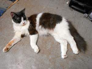Click image for larger version. 

Name:	Gengle_resized.jpg 
Views:	906 
Size:	234.2 KB 
ID:	10004