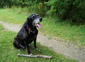 Click image for larger version. 

Name:	Shadow_stick_small.jpg 
Views:	230 
Size:	867.2 KB 
ID:	10009