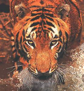 Click image for larger version. 

Name:	tigersun.jpg 
Views:	310 
Size:	145.3 KB 
ID:	10067