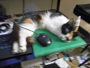 Click image for larger version. 

Name:	Holly Sleeping_resized.jpg 
Views:	493 
Size:	201.7 KB 
ID:	12485