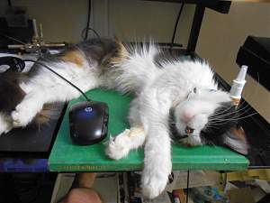 Click image for larger version. 

Name:	Holly Sleeping 2_resized.jpg 
Views:	482 
Size:	240.0 KB 
ID:	12486