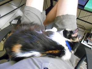 Click image for larger version. 

Name:	Lap Cat_resized.jpg 
Views:	488 
Size:	233.2 KB 
ID:	12487