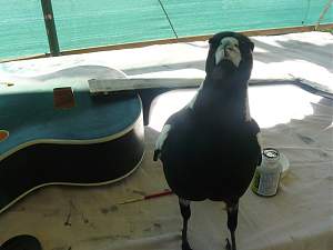 Click image for larger version. 

Name:	Chook-1.jpg 
Views:	366 
Size:	255.2 KB 
ID:	13388