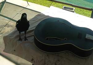 Click image for larger version. 

Name:	Chook-3.jpg 
Views:	186 
Size:	250.0 KB 
ID:	13411
