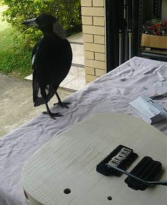 Click image for larger version. 

Name:	strat-chook.jpg 
Views:	187 
Size:	122.8 KB 
ID:	13536