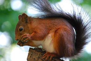 Click image for larger version. 

Name:	Sciurus-vulgaris_hernandeangelis_stockholm_2008-06-04.jpg 
Views:	446 
Size:	244.1 KB 
ID:	15800