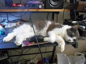 Click image for larger version. 

Name:	Feline Supervisor_resized.jpg 
Views:	403 
Size:	247.3 KB 
ID:	17177