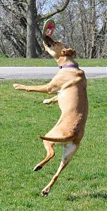 Click image for larger version. 

Name:	kali-bigjump-sm.JPG 
Views:	1724 
Size:	302.3 KB 
ID:	18820