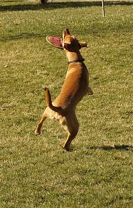 Click image for larger version. 

Name:	murphy-almostgotit.JPG 
Views:	1713 
Size:	539.8 KB 
ID:	18821