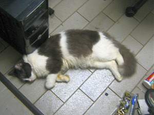 Click image for larger version. 

Name:	Feline PC Repair Advisor_resized.jpg 
Views:	401 
Size:	212.8 KB 
ID:	19157