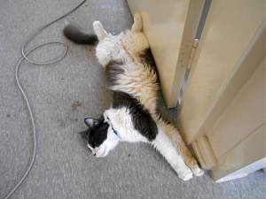 Click image for larger version. 

Name:	Slack Cat 1_resized.jpg 
Views:	385 
Size:	240.1 KB 
ID:	23022