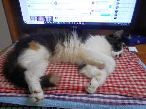Click image for larger version. 

Name:	Feline IT Tech 4_resized.jpg 
Views:	336 
Size:	243.6 KB 
ID:	23990