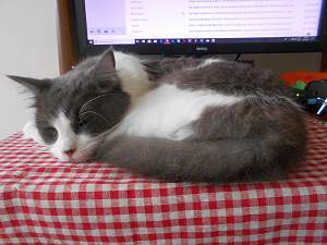 Click image for larger version. 

Name:	Feline IT Tech 5_resized.jpg 
Views:	341 
Size:	287.4 KB 
ID:	23991