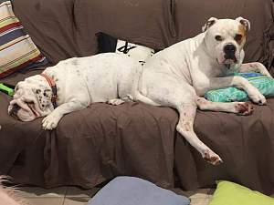 Click image for larger version. 

Name:	bulldogs.jpg 
Views:	562 
Size:	51.2 KB 
ID:	26491
