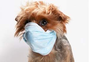 Click image for larger version. 

Name:	doggy dust mask.jpg 
Views:	199 
Size:	39.1 KB 
ID:	27634