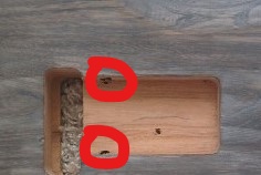 Name:  Post holes.jpg
Views: 269
Size:  51.3 KB