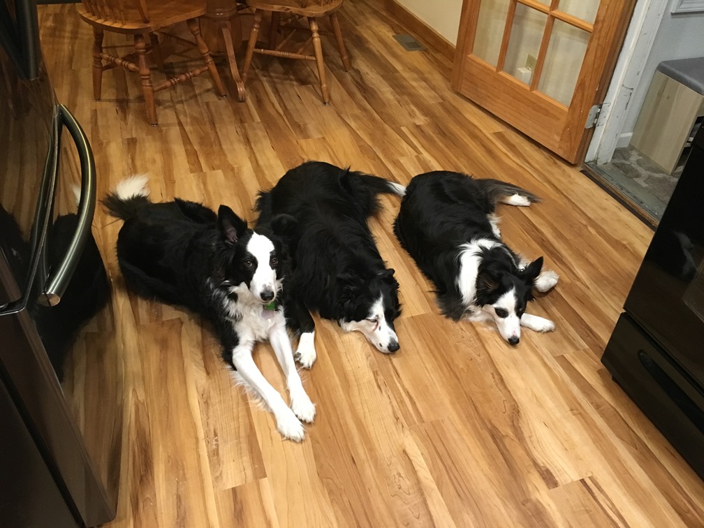 Name:  The Smith Dogs 2019.JPG
Views: 11831
Size:  202.0 KB