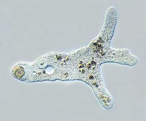 Click image for larger version. 

Name:	amoeba.jpg 
Views:	309 
Size:	14.9 KB 
ID:	30276
