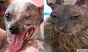 Click image for larger version. 

Name:	ugly_bat_boy_cat_and_chinese_crested_dog.jpg 
Views:	206 
Size:	29.8 KB 
ID:	33741