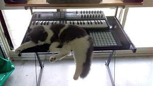 Click image for larger version. 

Name:	Slack Feline IT Staff_resized.jpg 
Views:	496 
Size:	113.3 KB 
ID:	33941