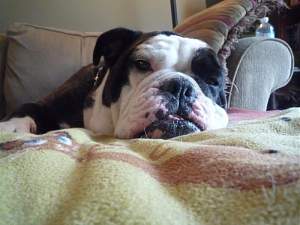 Click image for larger version. 

Name:	sweet sweet bea.jpg 
Views:	2175 
Size:	55.1 KB 
ID:	38977
