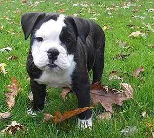Click image for larger version. 

Name:	baby betty.jpg 
Views:	2149 
Size:	60.6 KB 
ID:	38978