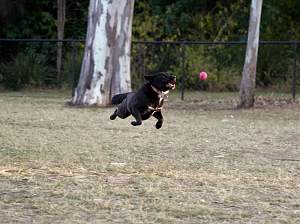 Click image for larger version. 

Name:	Flying.jpg 
Views:	1112 
Size:	118.3 KB 
ID:	40844
