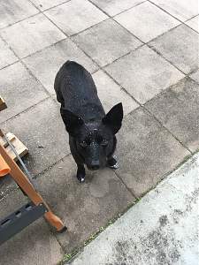Click image for larger version. 

Name:	Helpie Kelpie.jpg 
Views:	1303 
Size:	411.0 KB 
ID:	41160
