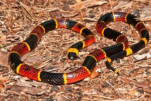 Click image for larger version. 

Name:	Eastern-Coral-Snake-49700198.jpg 
Views:	424 
Size:	810.7 KB 
ID:	6732