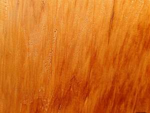 Click image for larger version. 

Name:	kauri2.jpg 
Views:	199 
Size:	116.0 KB 
ID:	8608