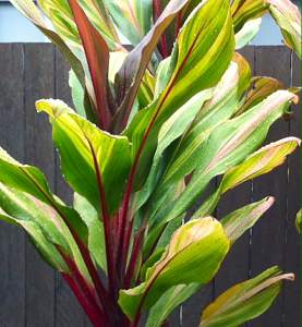 Click image for larger version. 

Name:	Outdoor shot.JPG 
Views:	266 
Size:	210.7 KB 
ID:	8636