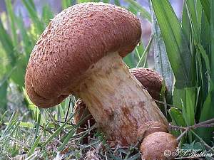 Click image for larger version. 

Name:	mush.jpg 
Views:	212 
Size:	165.5 KB 
ID:	8772