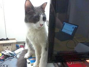 Click image for larger version. 

Name:	One Of My Cats_resized.jpg 
Views:	276 
Size:	139.9 KB 
ID:	8991